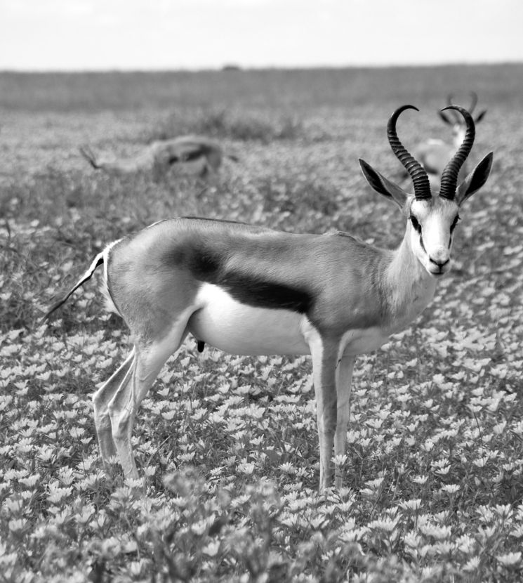 Springbok