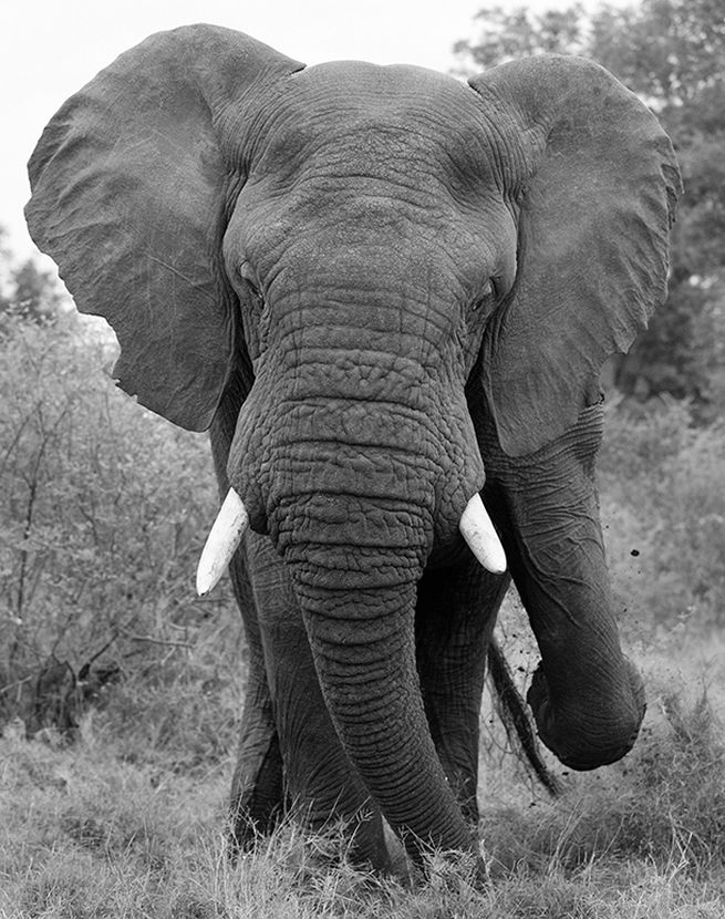 Elephant