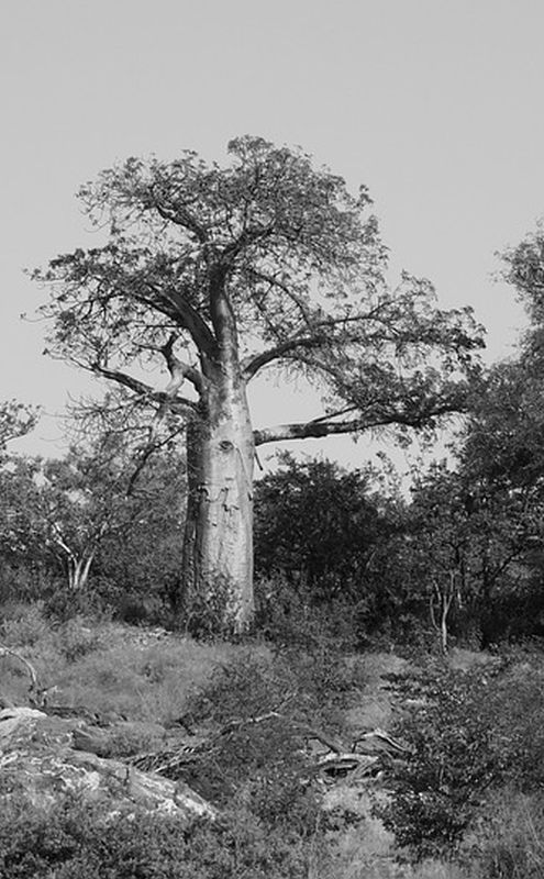 Baobab Tree